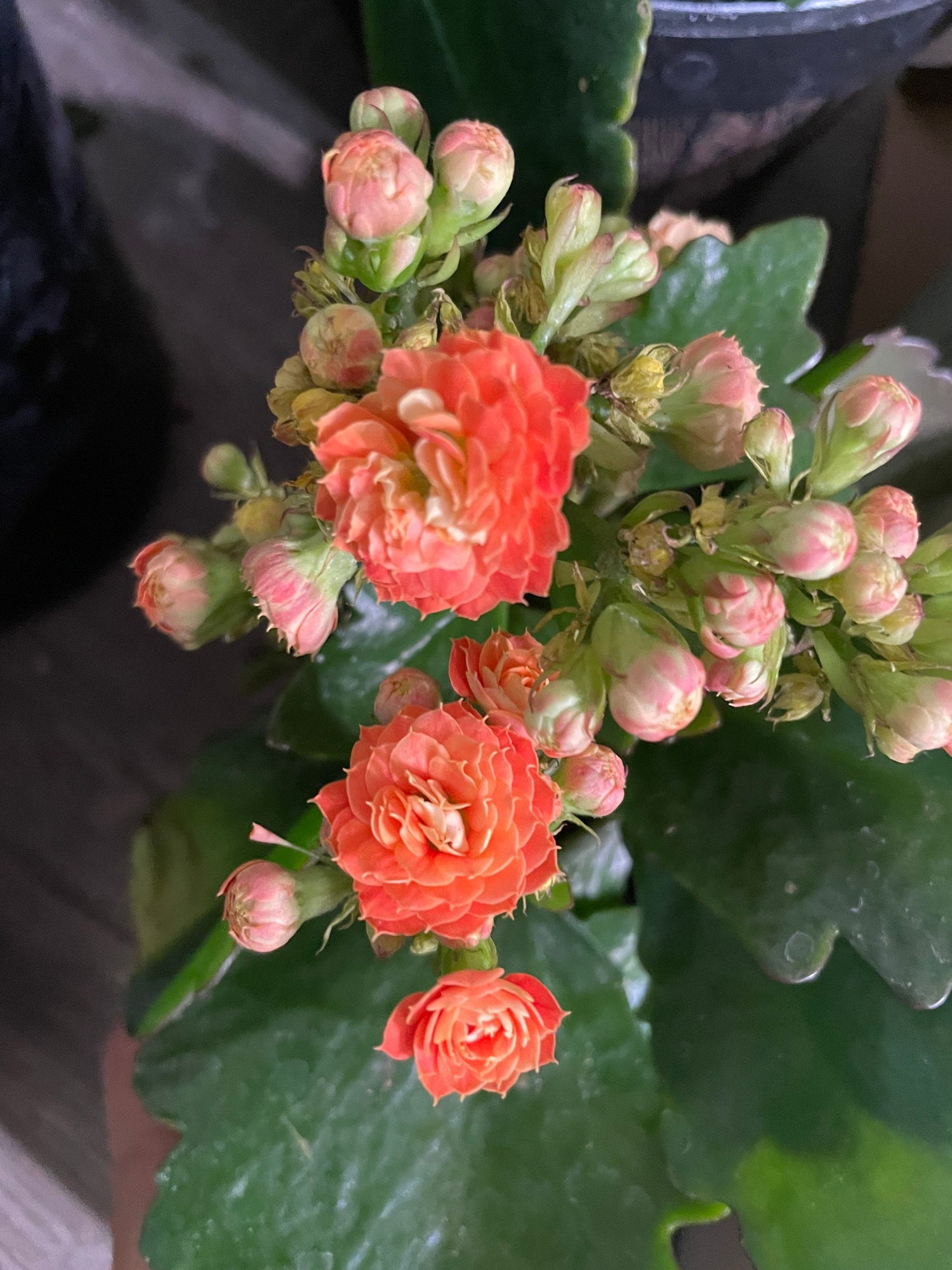 4 inch Live potted -orange  Kalanchoe calandiva - double blooms