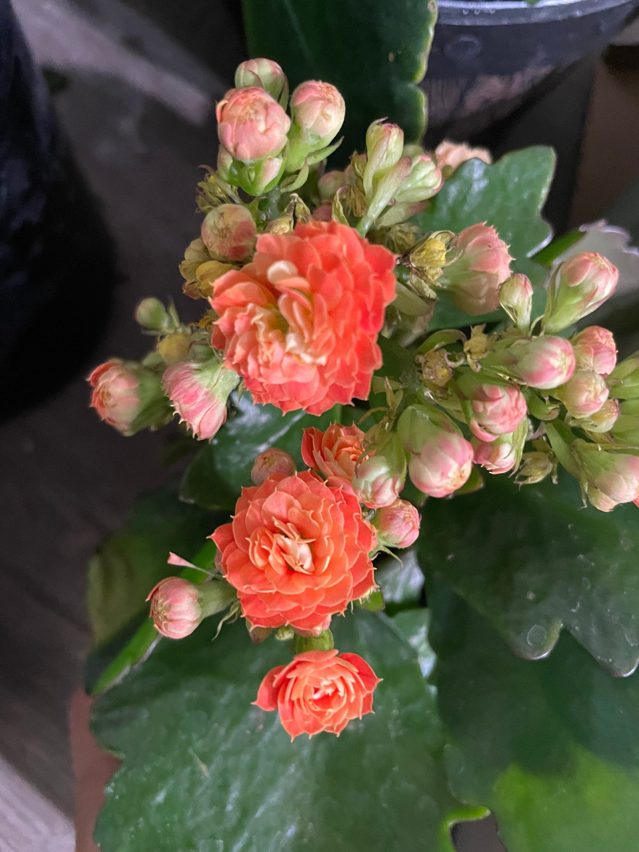 4 inch Live potted -orange  Kalanchoe calandiva - double blooms