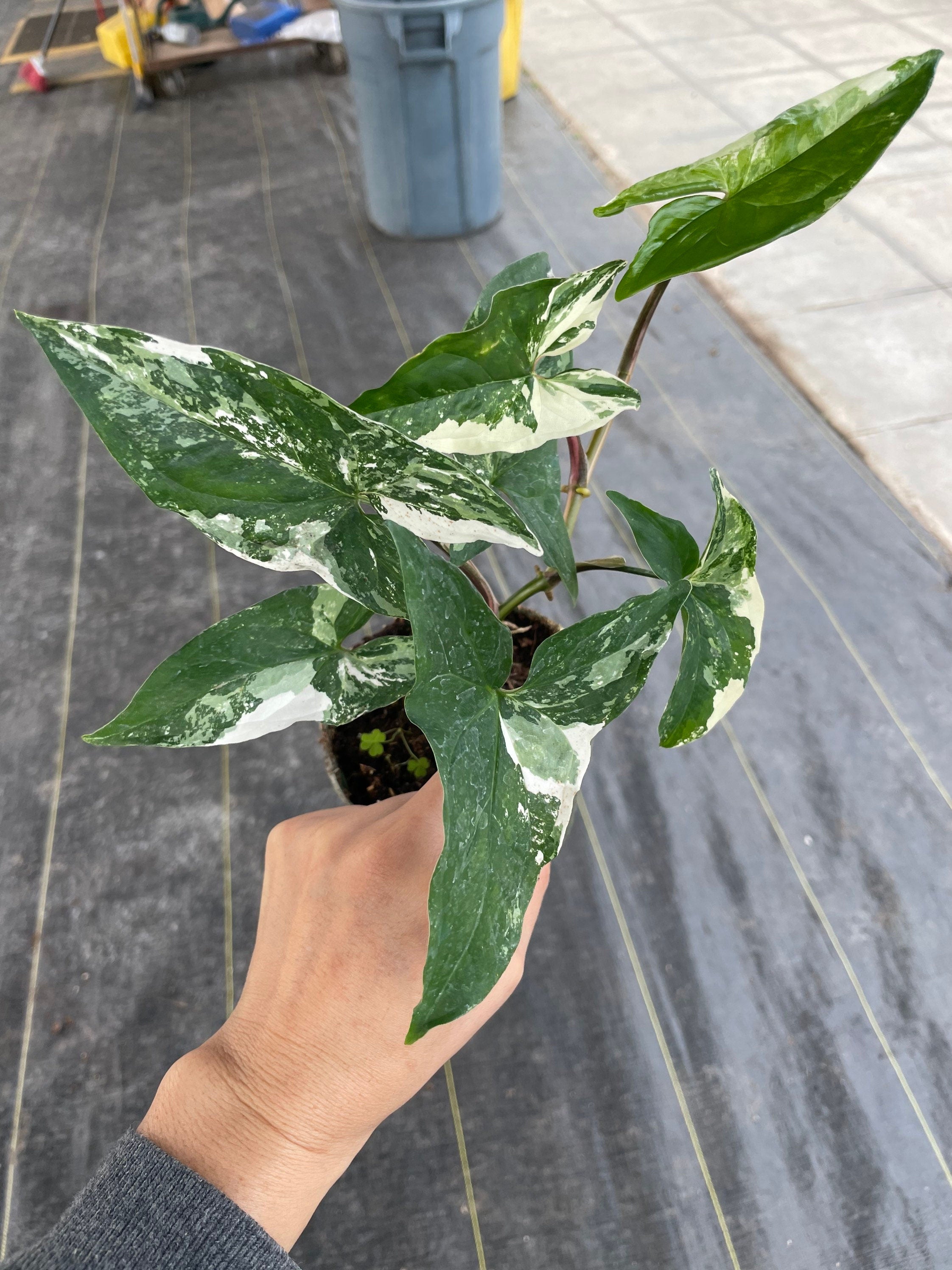 4 inch Hard to find - Syngonium Albo Variegated-not exact similar photo