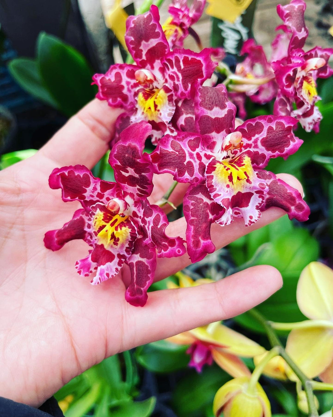XL -1ft to 2ft  tall blooming orchid-Oncidium magenta,red -not exact plant Similar-ships with decorative ceramic pot