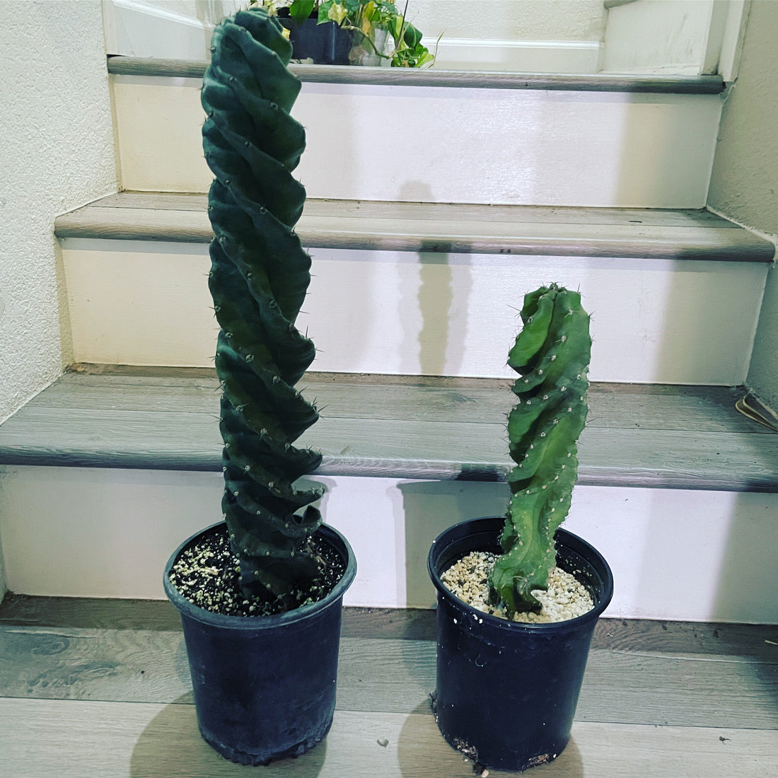 Cereus Forbesii Spiralis (spiral cactus) -1 ft tall -established and acclimated under porch . Low water needs . Similar not exact