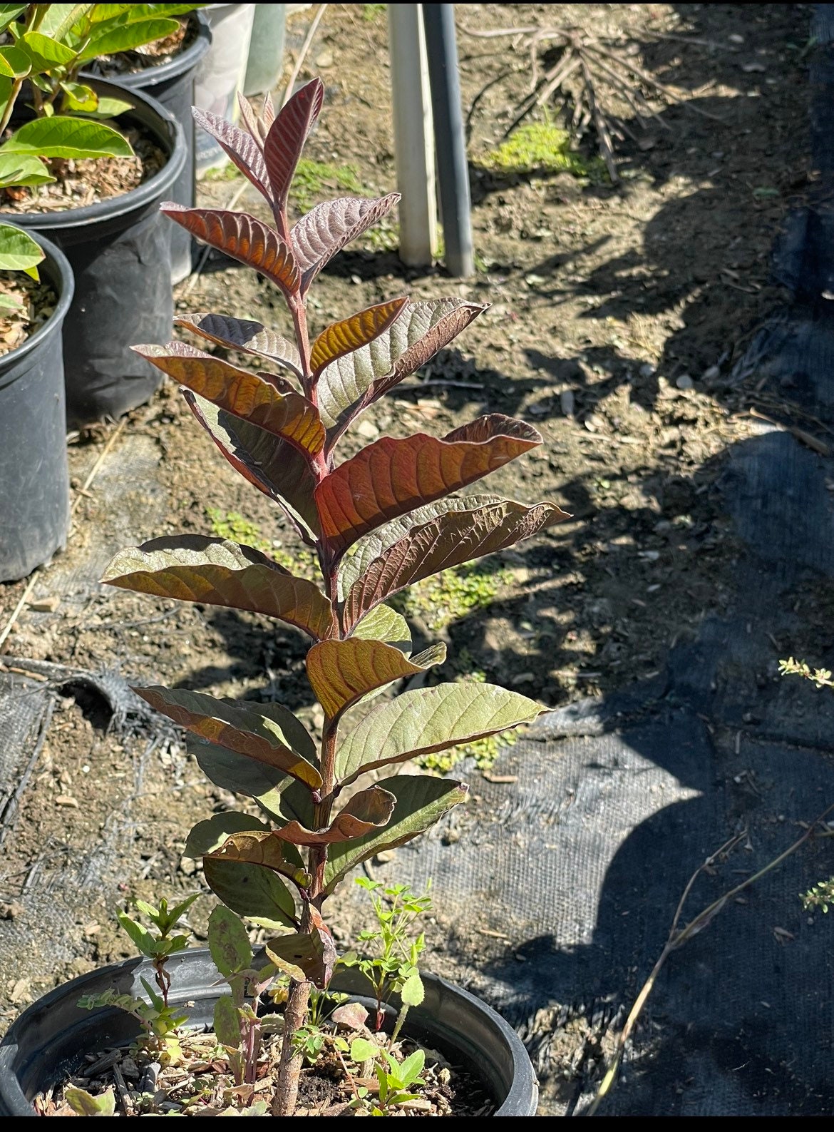 Fruiting size available!! Red Malaysian Guava- 1-5ft available-purple fruit , dark black red leaves -large fruit size