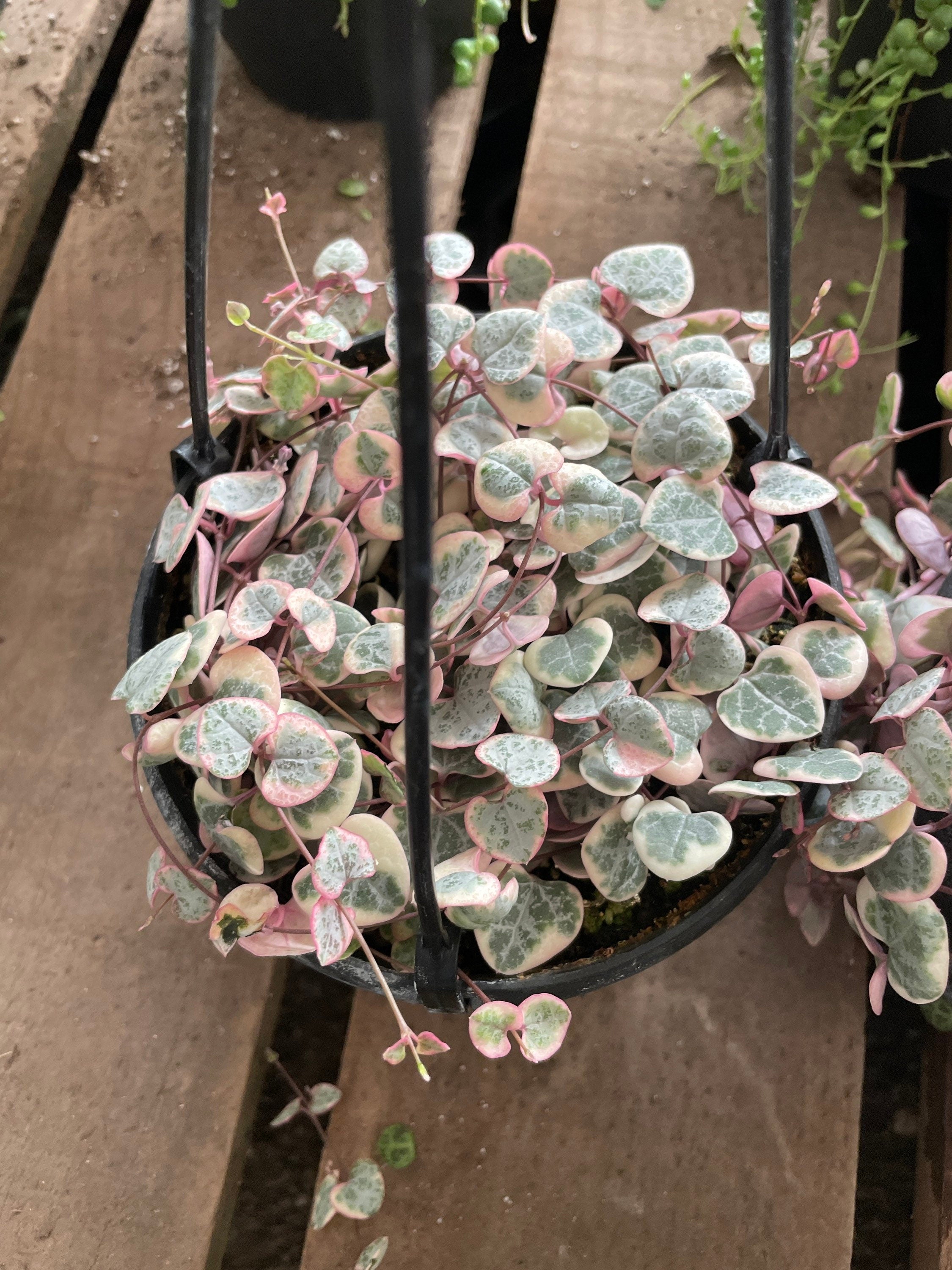 Large Trailing and full  -6 inch potted live plant-variegated string of hearts-similar to photo not exact