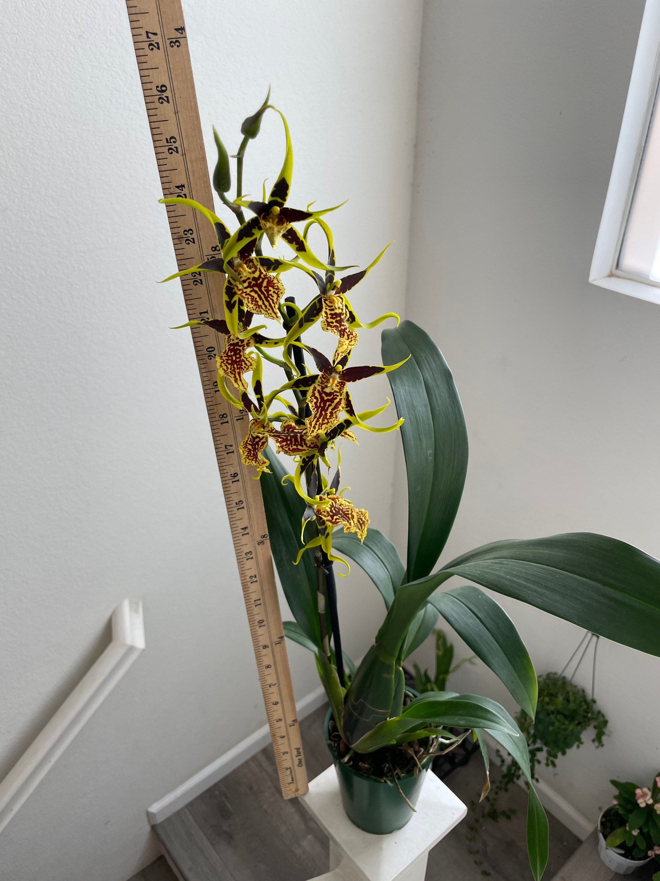 XL ,1 -2ft Oncidium  orchid-yellow blooms--Gilded Tower &