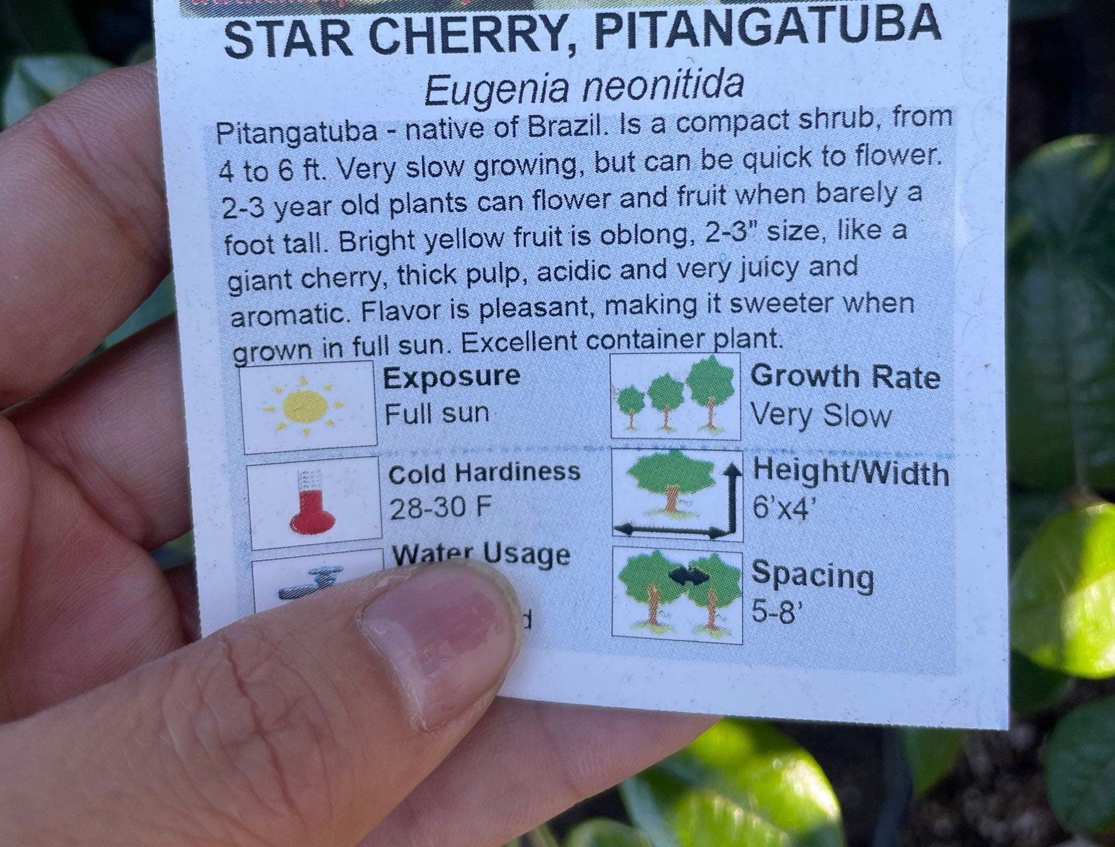 7 gallon potted -why wait ? fruiting size -yellow star cherry -3 -4 ft tall tree-similar to picture not exact-pitangatuba-Eugenia neonitida