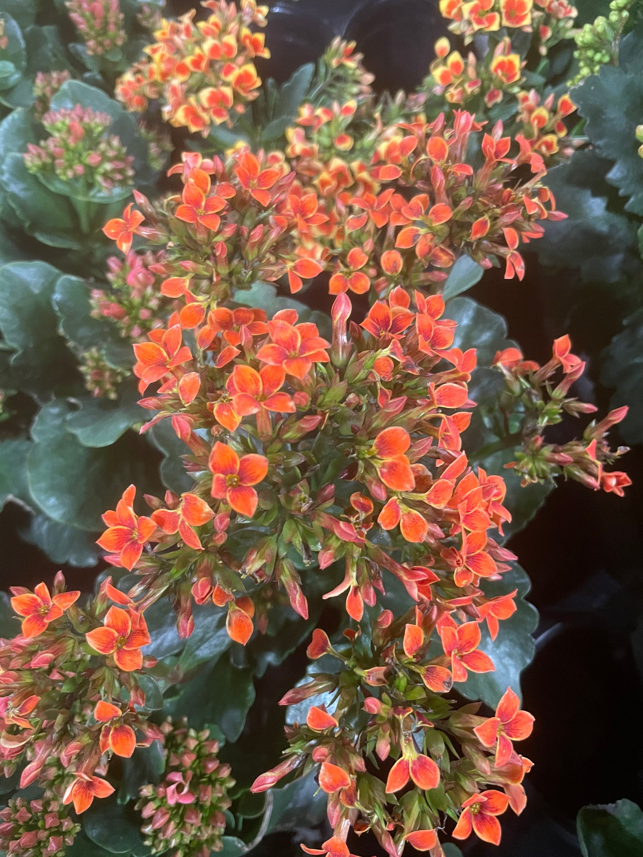 4 inch Live potted --bi color kalanchoe-orange  and black hard to find