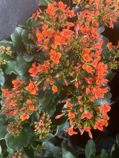 4 inch Live potted --bi color kalanchoe-orange  and black hard to find