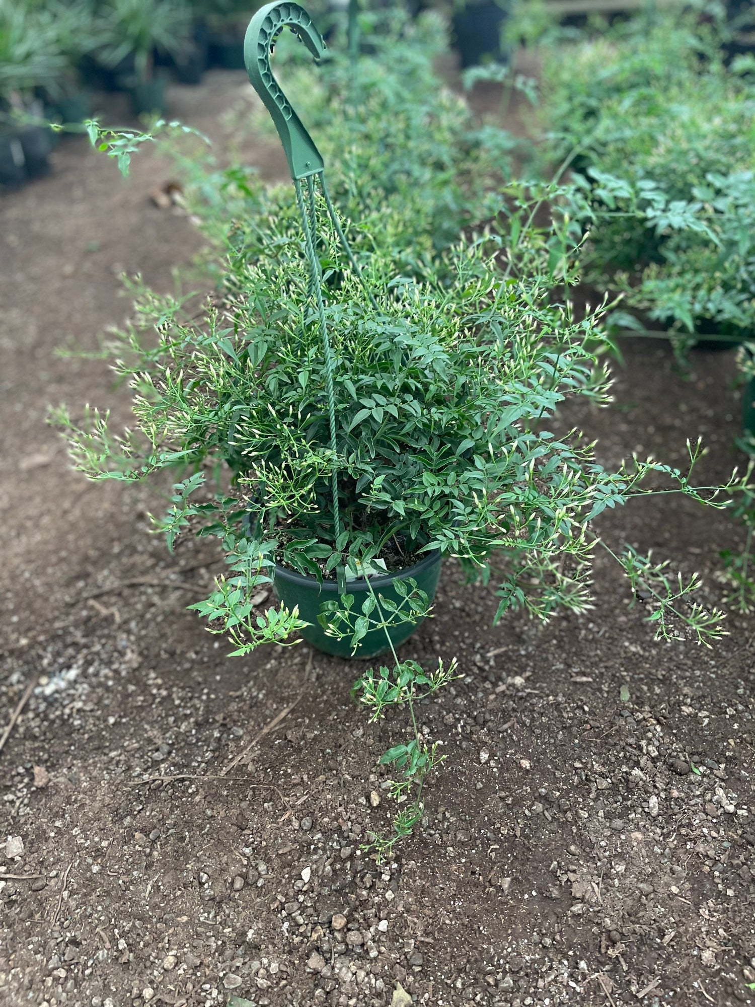 Pink Jasmine-Jasminum polyanthus—fragrance - indoor /outdoor - multiple options - trellis, 6 inch pot