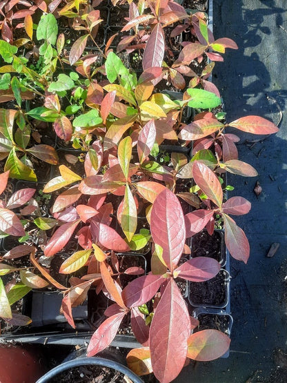 Multiple sizes - Hard to find Nance fruit tree . NanceInga - Nanche -Byrsonima crassifolia- drought tolerant -prolific fruit production