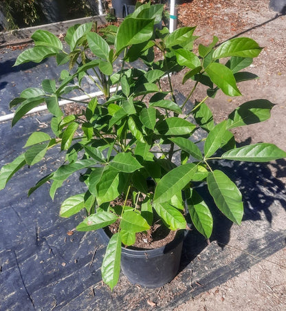 Multiple sizes - Hard to find Nance fruit tree . NanceInga - Nanche -Byrsonima crassifolia- drought tolerant -prolific fruit production