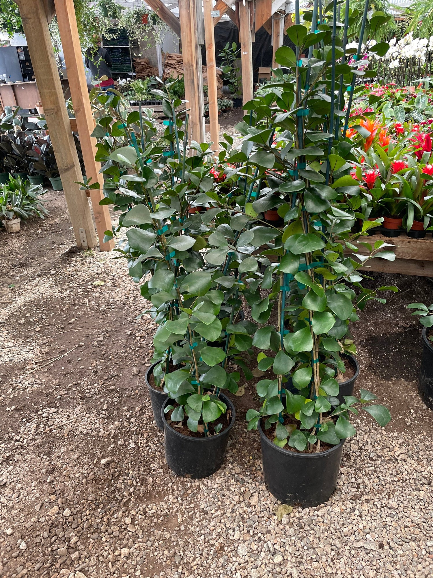 4 to 5ft - Ficus Triangularis -Hard to find this size-similar to picture not exact