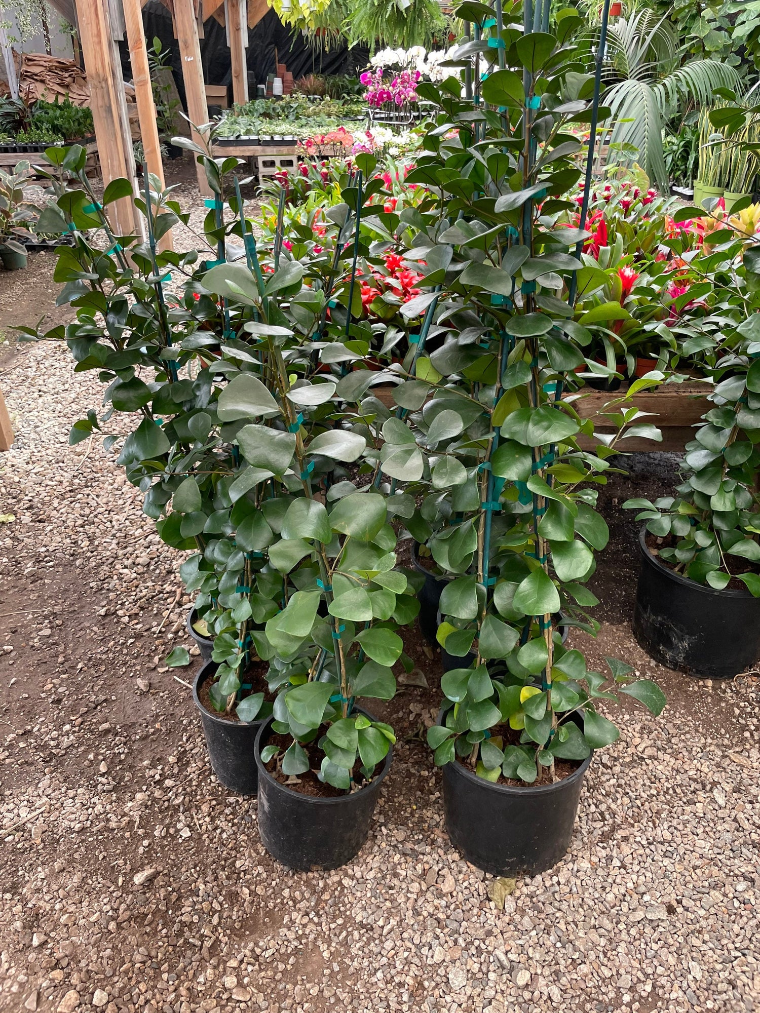 4 to 5ft - Ficus Triangularis -Hard to find this size-similar to picture not exact