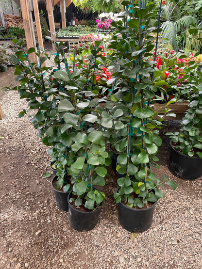 4 to 5ft - Ficus Triangularis -Hard to find this size-similar to picture not exact