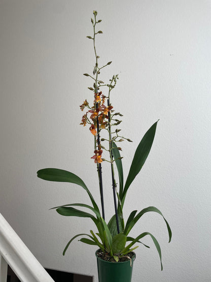 XL - 1 to 2ft  tall blooming orchid Oncidium -orange dusty red with yellow blooms.