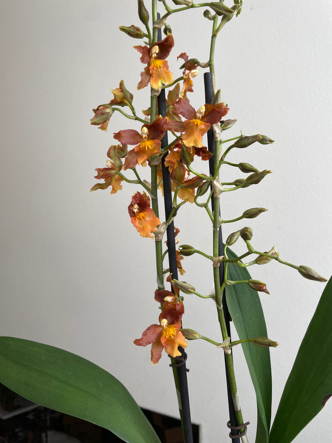 XL - 1 to 2ft  tall blooming orchid Oncidium -orange dusty red with yellow blooms.