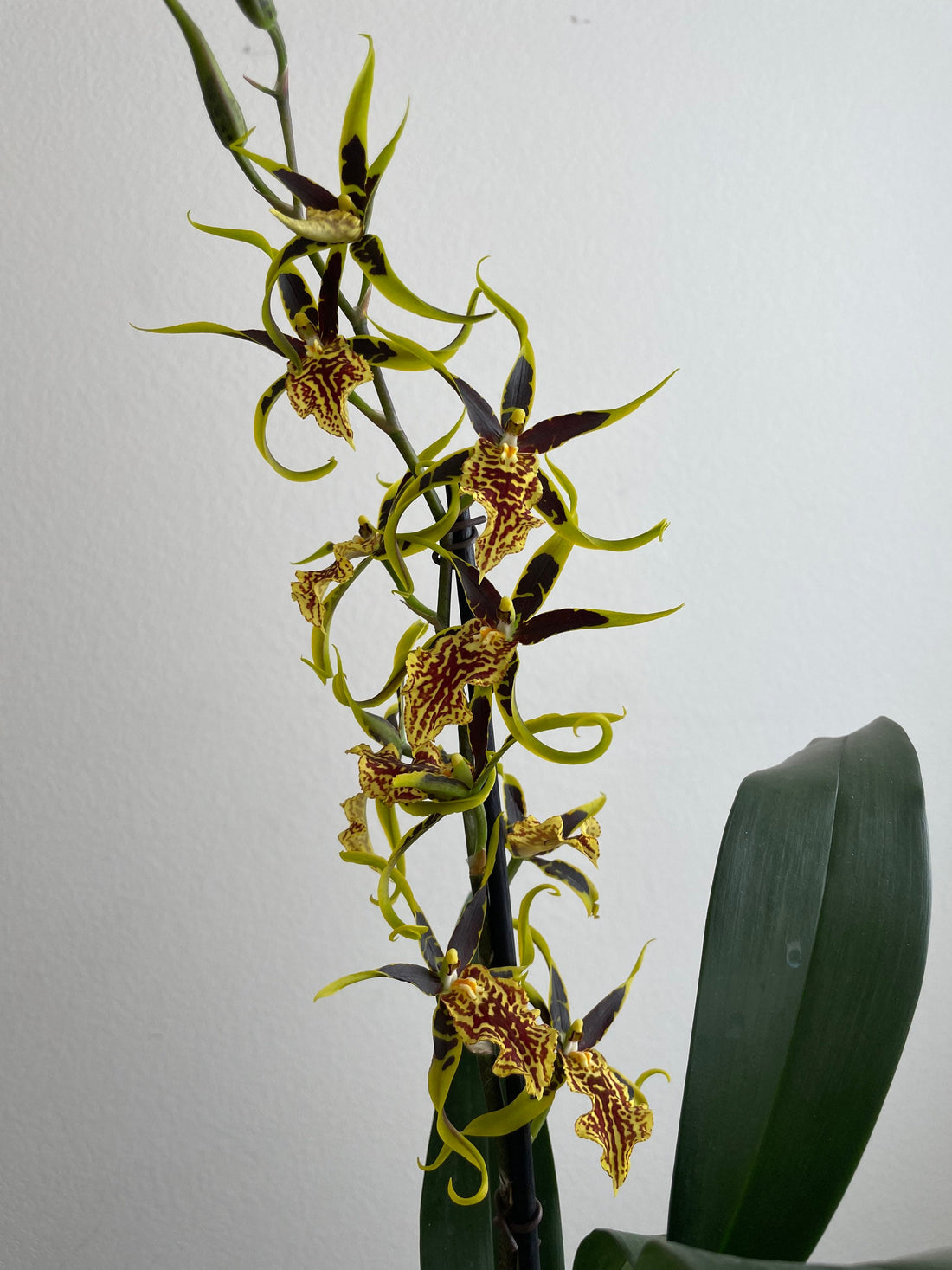 XL ,1 -2ft Oncidium  orchid-yellow blooms--Gilded Tower &