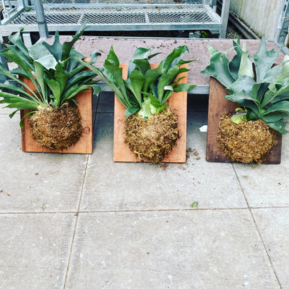 XL -16 by 6 Mounted Staghorn fern on red wood - similar to photo not exact-Platycerium bifurcatum-elkhorn fern -easy care