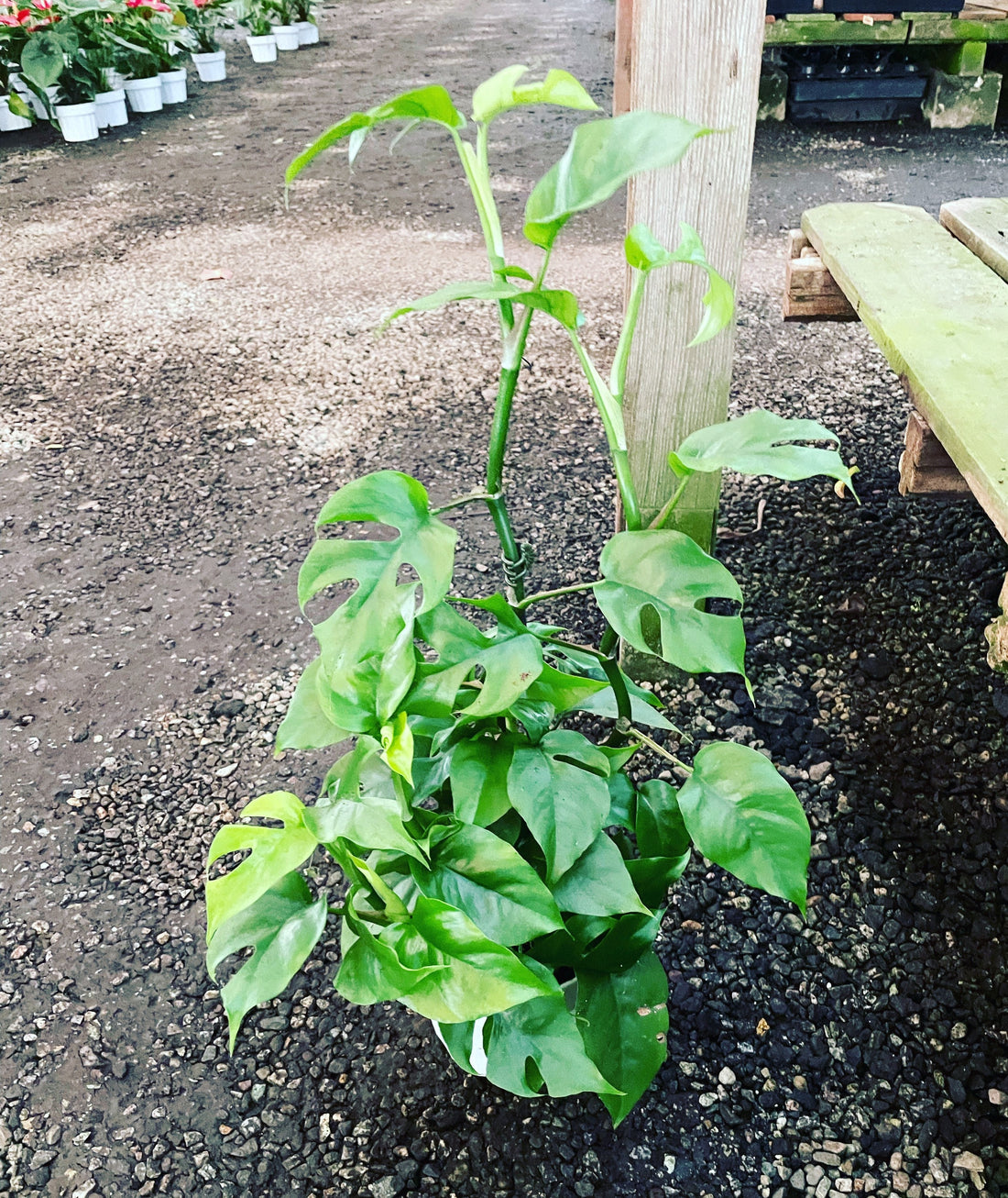 Large -trellised on bamboo pole -mini Monstera - Rhaphidophora tetrasperma- similar to picture -mature leaves with fenestration