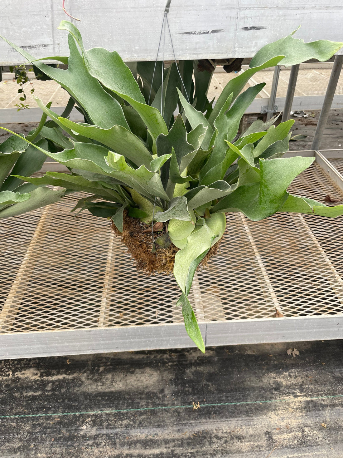XXL - multiple sizes -Staghorn fern in moss basket - similar to photo not exact-Platycerium bifurcatum-elkhorn fern -easy care