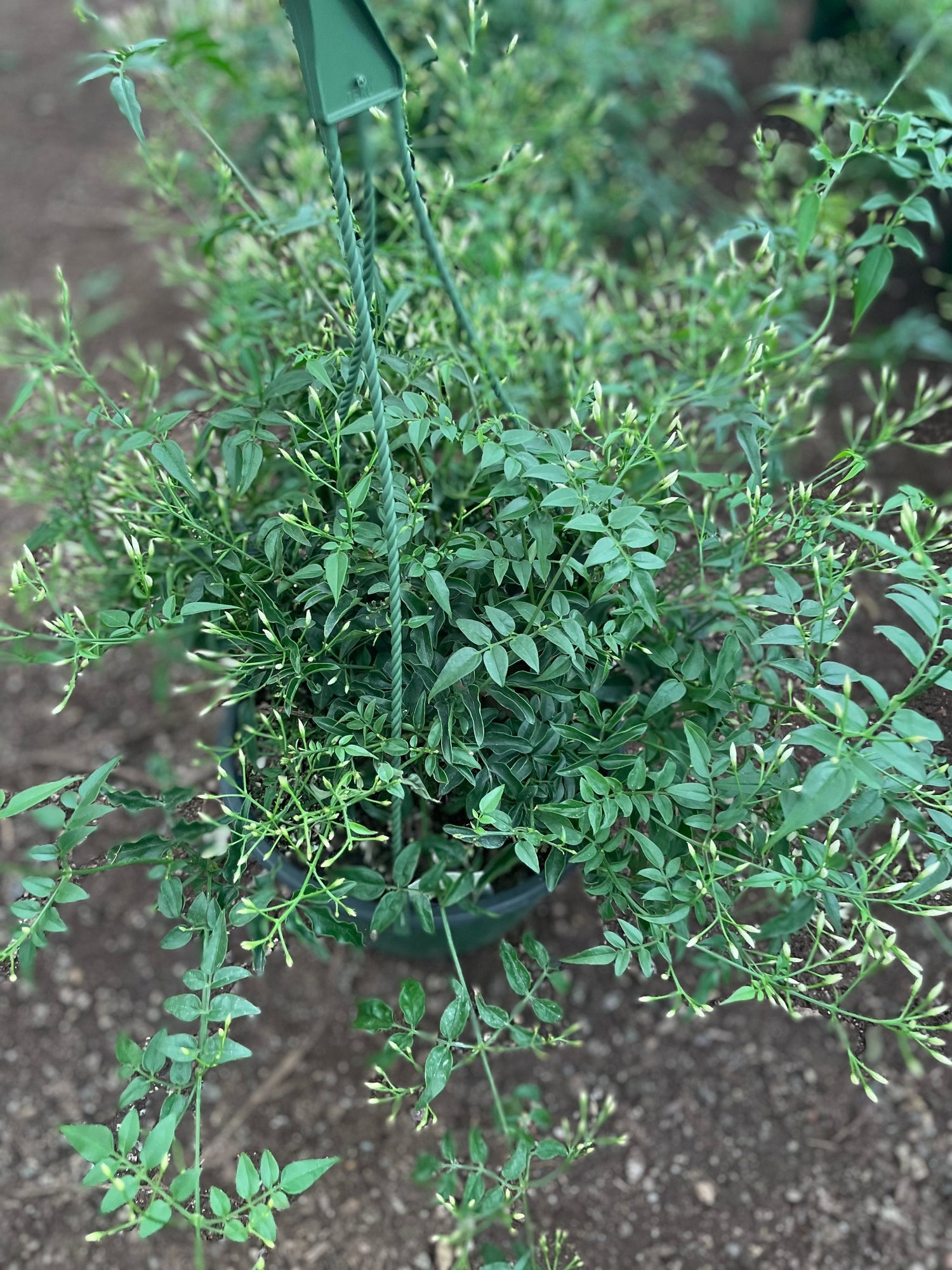 Pink Jasmine-Jasminum polyanthus—fragrance - indoor /outdoor - multiple options - trellis, 6 inch pot