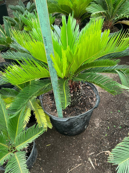 Xtra Large Sago Palm -15 gallon -indoor or outdoor -low maintenance easy care-similar to picture not exact