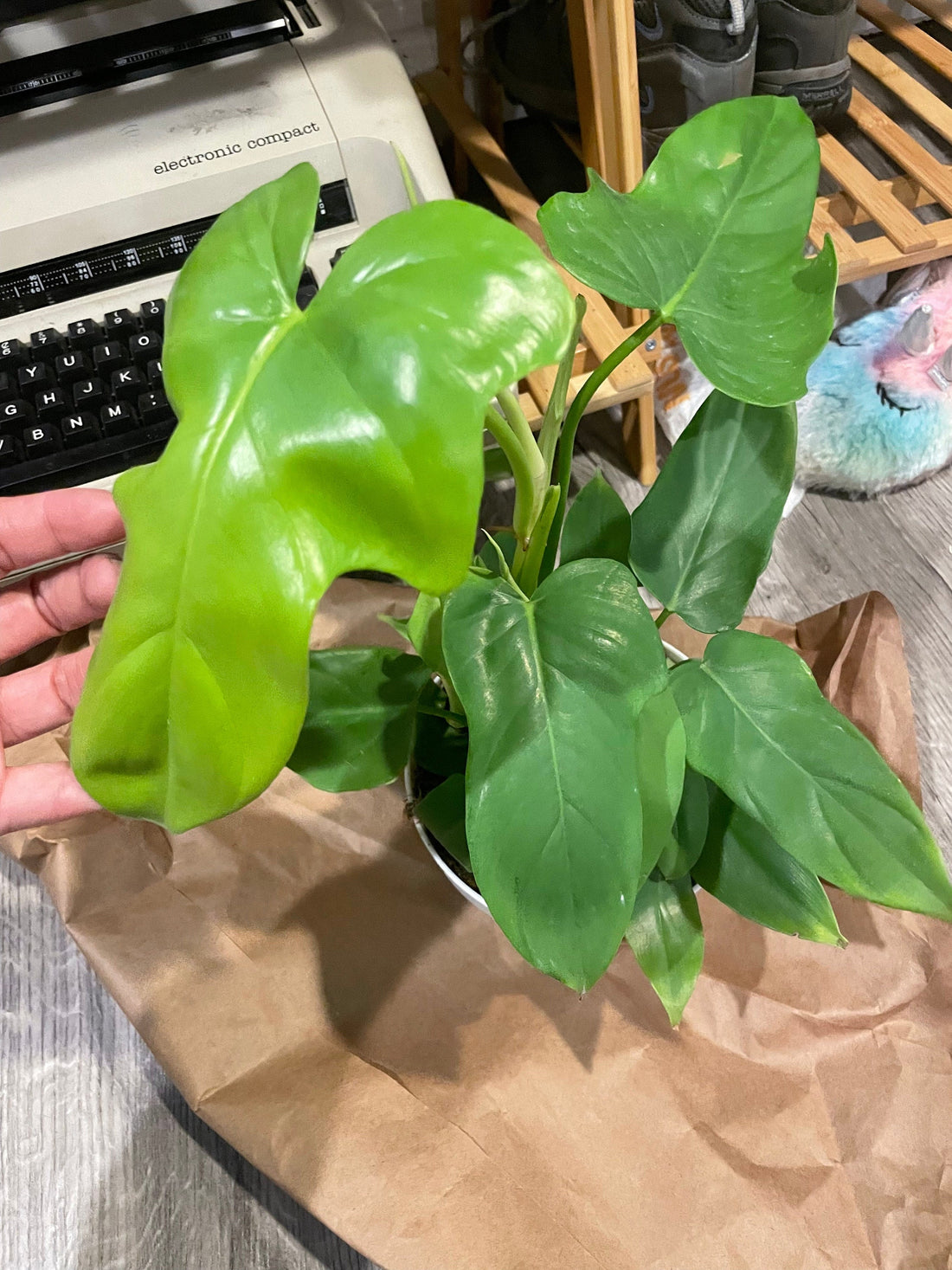 Philodendron bipennifolium aurea ‘Golden Violin’ - not exact plant-Yellow coloration &amp; Size varies-message for exact photos