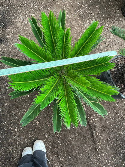 Xtra Large Sago Palm -15 gallon -indoor or outdoor -low maintenance easy care-similar to picture not exact